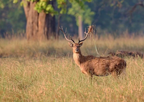 草原で大人の鹿 — ストック写真