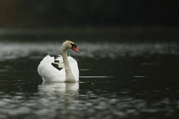 Swan muž sleduje a zastrašuje na jeho jezero — Stock fotografie