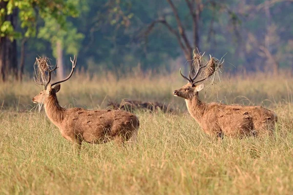 Dla dorosłych jelenia na łące — Zdjęcie stockowe