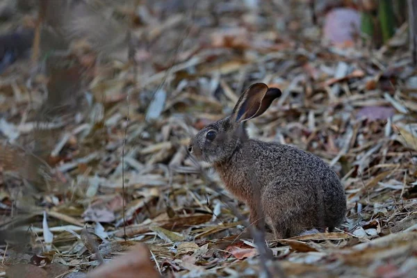 Кролик в осеннем лесу — стоковое фото