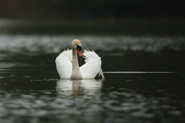Swan muž sleduje a zastrašuje na jeho jezero — Stock fotografie