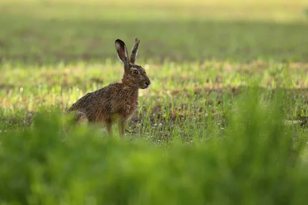 Lièvre dans la belle lumière sur les prairies vertes — Photo