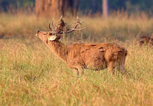 Ausgewachsene Rehe auf der Weide — Stockfoto