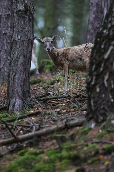 Muflone europeo femminile nella foresta — Foto Stock