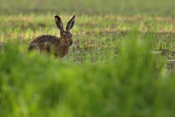 Hare in the beautiful light on green grassland — Stock Image Hare in the beautiful light on green grassland Royalty Free Stock Images