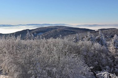 Soğuk kış orman sabah