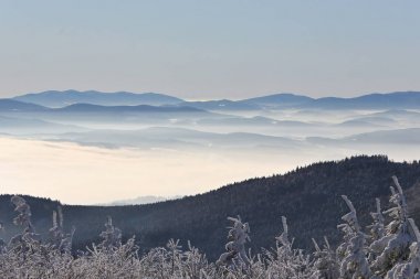 Soğuk kış orman sabah