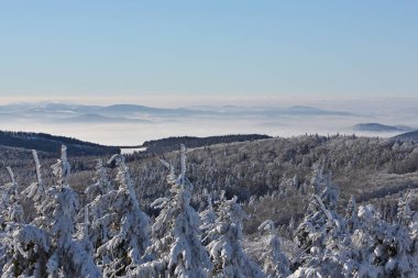 Soğuk kış orman sabah