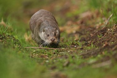 Avrasya otter, su hayvan doğa ortamlarında