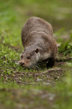 Avrasya otter, su hayvan doğa ortamlarında
