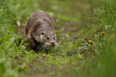 Avrasya otter, su hayvan doğa ortamlarında