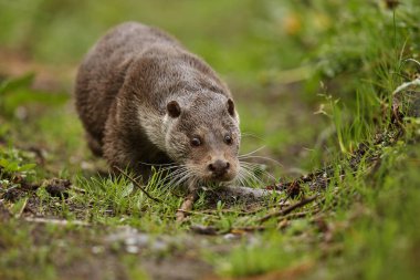 Avrasya otter, su hayvan doğa ortamlarında
