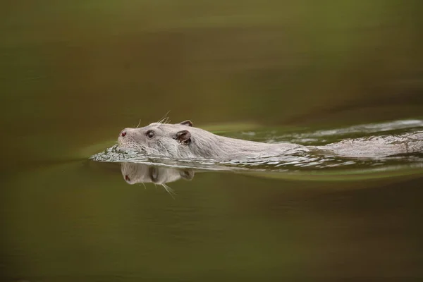 Euraziatische otter (lutra lutra) — Stockfoto