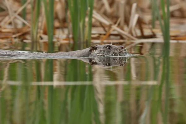 Euraziatische otter (lutra lutra) — стокове фото