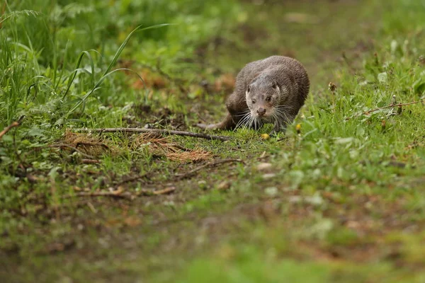 Nutria eurasiática, animal acuático en el hábitat natural — Foto de Stock