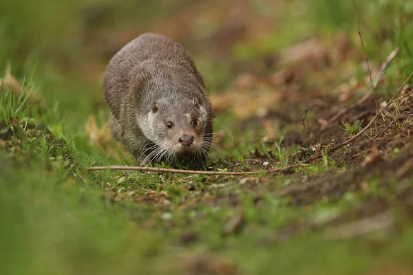 Avrasya otter, su hayvan doğa ortamlarında
