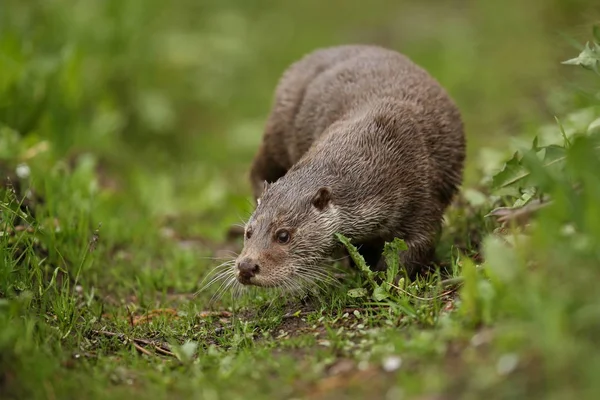 Avrasya otter, su hayvan doğa ortamlarında — Stok fotoğraf