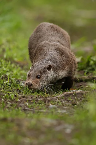 Avrasya otter, su hayvan doğa ortamlarında