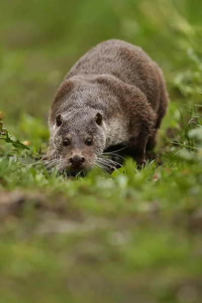 Євразійська otter, водних тварин у природі Хабітат — стокове фото