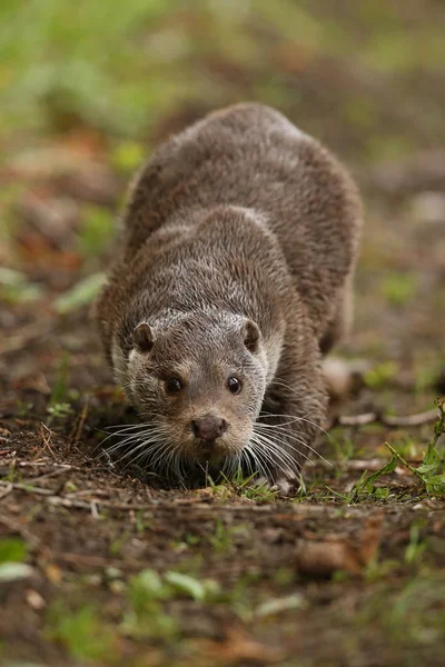 Loutre eurasienne, animal aquatique dans l'habitat naturel — Photo