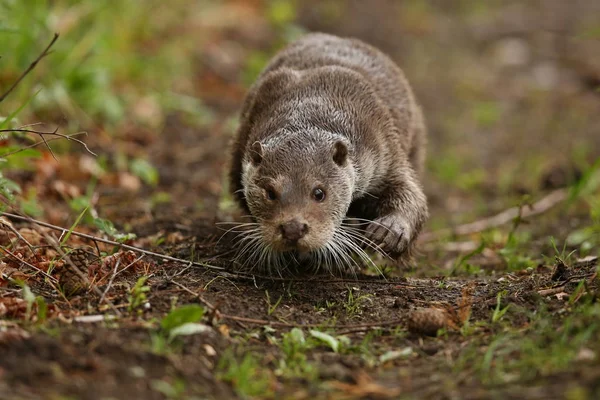 Euraziatische otter, water dier in de natuur habitat — Stockfoto