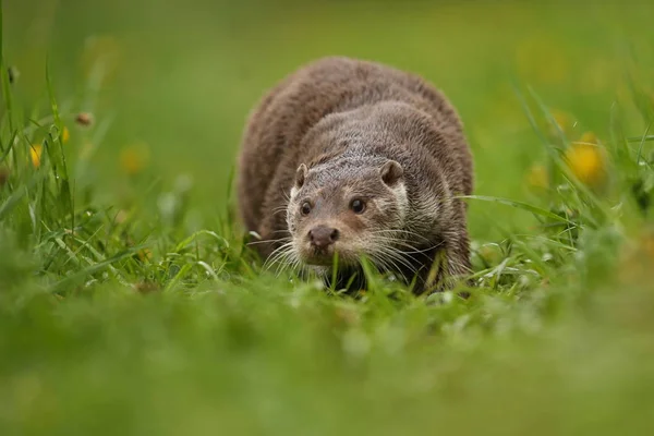 Euraziatische otter, water dier in de natuur habitat — Stockfoto