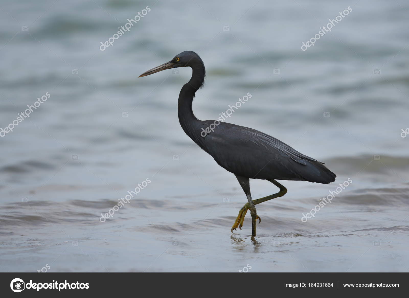 Oiseau Noir Au Bord De Mer Photographie Photocech 164931664