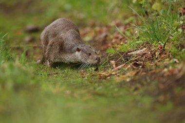 Avrasya otter, Lutra  