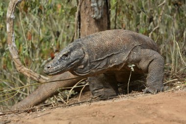 Devasa komodo dragon 