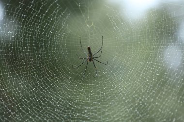 Web üzerinde oturan örümcek 