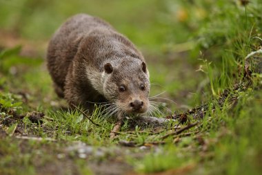Avrasya otter, Lutra  