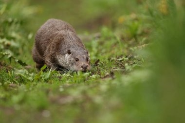 Avrasya otter, Lutra  