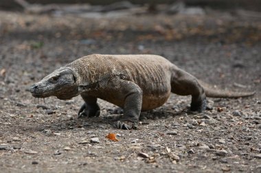 Devasa komodo dragon 