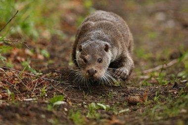 Avrasya otter, Lutra  