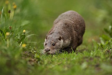 Avrasya otter, Lutra  