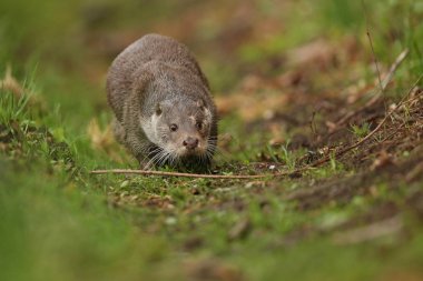 Avrasya otter, Lutra  
