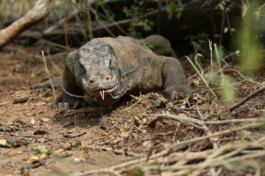 Devasa komodo dragon 