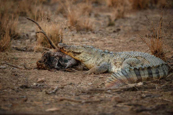 Hint gavial doğa yaşam alanı, chambal nehir sığınak, Gavialis gangeticus, Hint yaban hayatı, Hindistan çok tehlike altındaki türler.