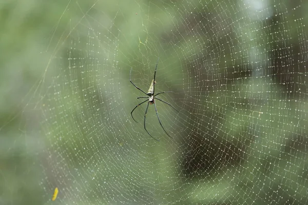 Web üzerinde oturan örümcek 