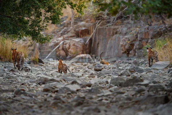 Tigers in nature habitat — Stock Photo, Image