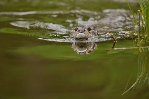 Fischotter schwimmt im Sumpf — Stockfoto