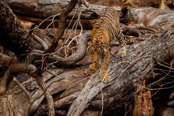 Tigre no habitat natural — Fotografia de Stock