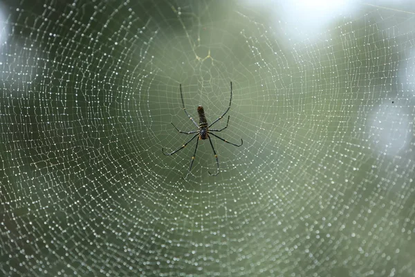 Web üzerinde oturan örümcek 