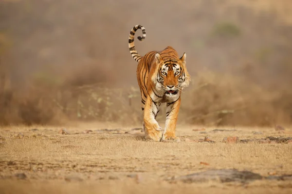 Tijger in natuur habitat — Stockfoto