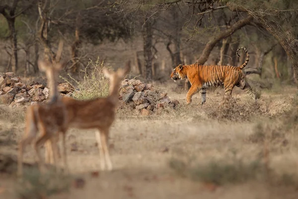 Tigre dans l'habitat naturel — Photo