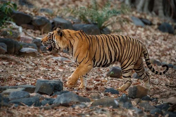 Tiger in nature habitat — Stock Photo, Image