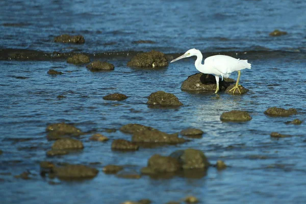 Pássaro branco à beira-mar — Fotografia de Stock