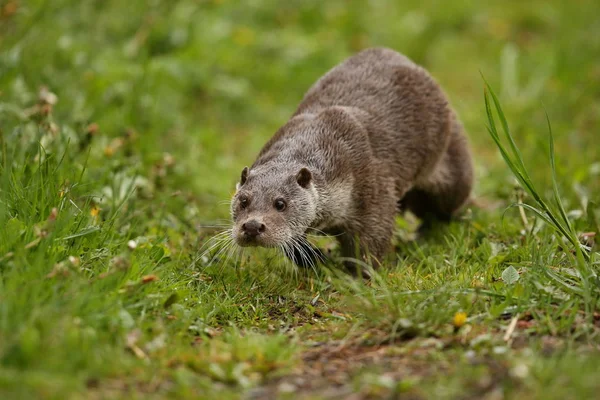 Nutria eurasiática, Lutra — Foto de Stock