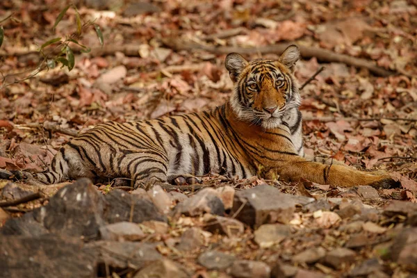 Тигр в естественной среде обитания — стоковое фото