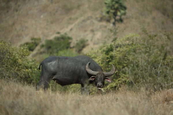 Buffalo Dans Habitat Naturel Sec Afrique Sauvage Animal Danger Masai — Photo